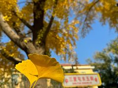 -三里屯东五街银杏大道
