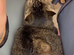 -瑞派康怡24h宠物医院·犬猫医疗中心·微创绝育(瑞景分院)