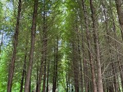 -溱湖国家湿地公园