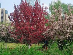 -长白岛森林公园