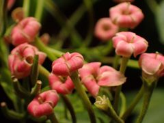 -呀路古热带植物园