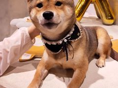 -柴务处·柴犬主题狗咖