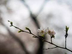 -武汉大学-樱园