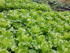绿色食品在贞山，土鸡鱼螺不一般，山水种养味道好，谁人见了不嘴馋?-荔枝园美食山庄(贞山风景区店)