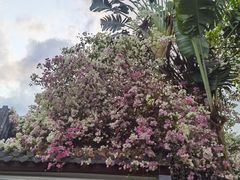 -深圳国际园林花卉博览园