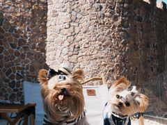 -J Create城市露营咖啡·简餐·宠物(上海动物园店)