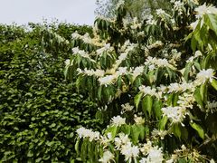-黑龙江省森林植物园