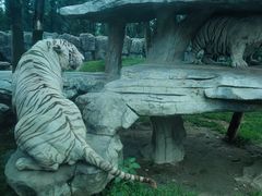 -北京野生动物园