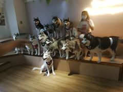 -Husky Go! 哈士奇体验馆·宠物咖啡厅狗咖
