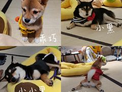 -逗柴咖啡屋·狗咖猫咖宠物桌游