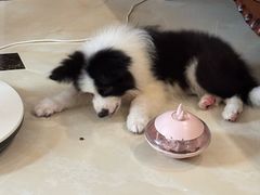 -翊宠yipet猫狗购宠庄园