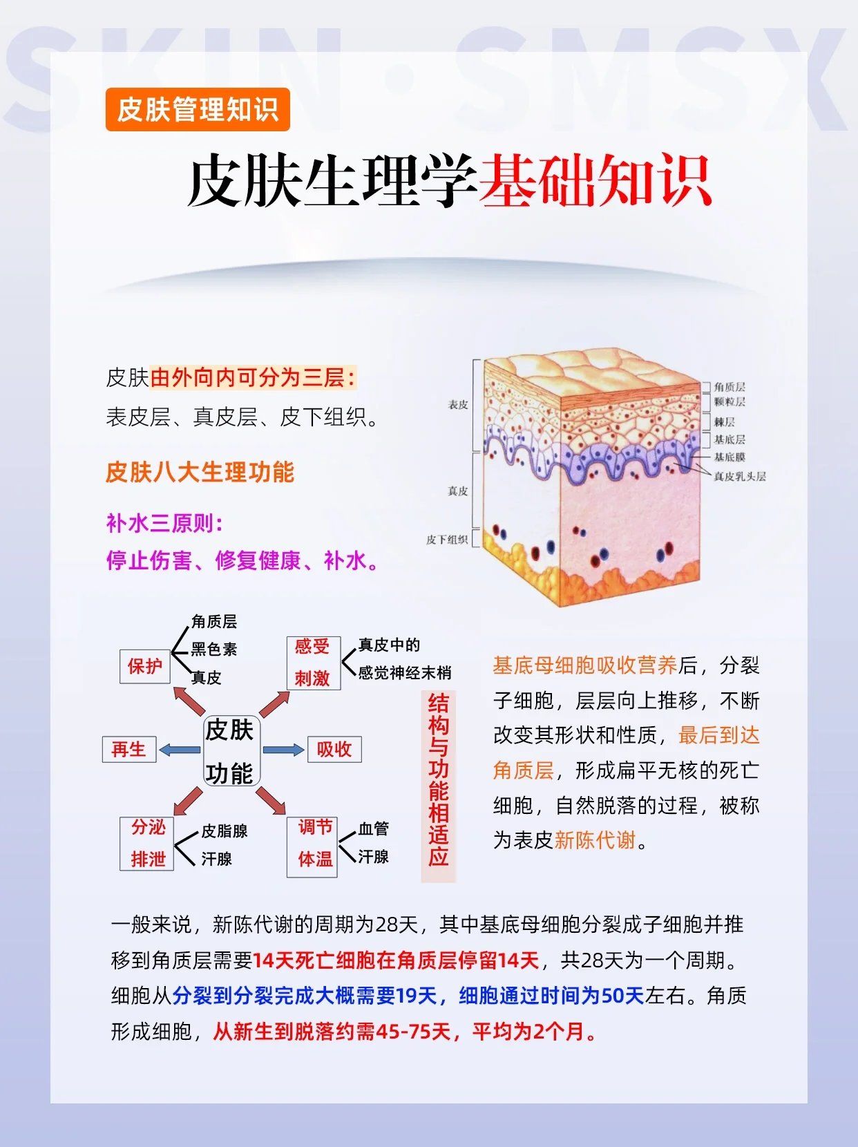 皮肤生理学基础知识大全美业人必看篇!