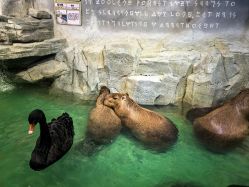 -Zoolung Zoolung动物主题公园(海信广场店)