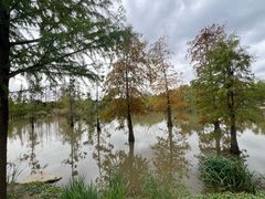 -上海长兴岛郊野公园