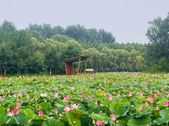 -东郊湿地公园
