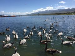 -青海湖国家重点风景名胜区