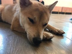 -浣熊柯尔鸭土拨鼠·电玩咖
