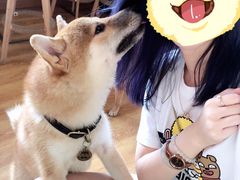 -柴犬高等学院·狗咖·柴犬售卖·宠物训练