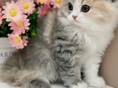 -小猫来了·猫舍(红山六九七九店)