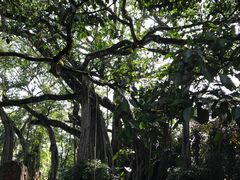 景点-瑞丽独树成林风景区