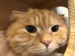 -猫咪派对(江南西店)