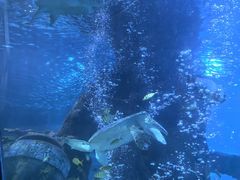 -太平洋海底世界