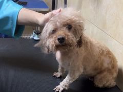 -佳雯宠物医院·皮肤科·内外科(春晓路分院)