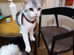 -李小姐の猫咖啡馆(五角场店)