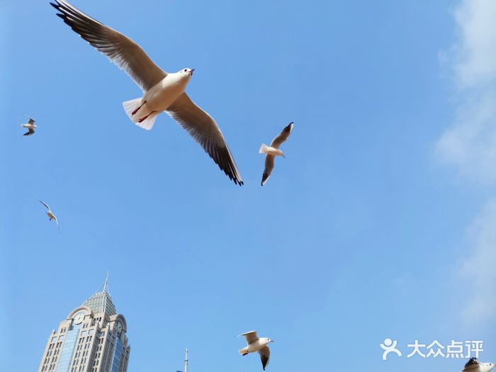 栈桥景区图片