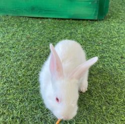 -萌宠亲子动物乐园(槐房万达店)