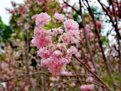 -天适樱花悠乐园