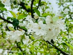 -上海共青森林公园