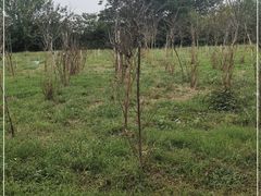 -嘉北郊野公园