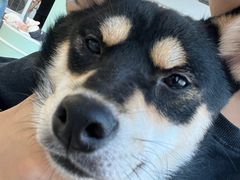 -怪兽屋·羊驼·猫咖·狗咖(俊华广场店)