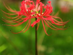 -白塘生态植物园