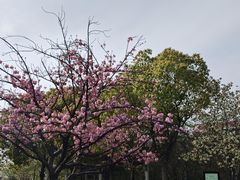 -高东镇樱花园