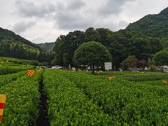 -听风阁农家私房菜茶楼(龙坞店)