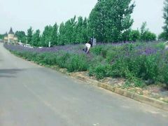-紫颐香薰山谷景区