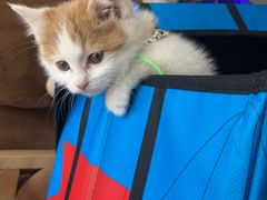 -平行世界·猫咖(首经贸店)