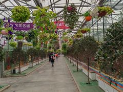 -南宫五洲植物乐园