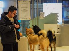 -柴务处·柴犬主题狗咖