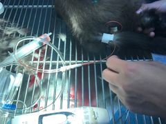 -纳吉亚猫专科动物诊疗中心(蒋宅口分院)