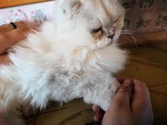 -猫猫幼稚园·撸猫·桌游·电玩