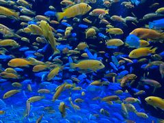 -成都浩海立方海洋公园