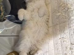 -平行世界·猫咖(首经贸店)