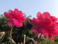 -人民公园(罗湖区)