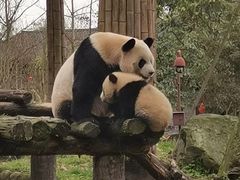 -都江堰中华大熊猫苑