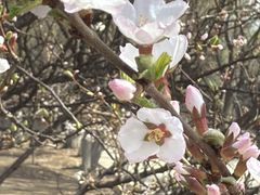 -长白岛森林公园