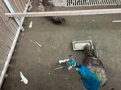 -廊坊固安福朋喜来登酒店