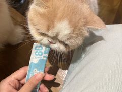 -滚猫咖啡·猫咖·猫友好撸猫(未来城店)